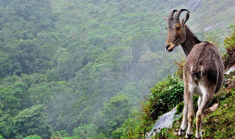 eravikulam national park