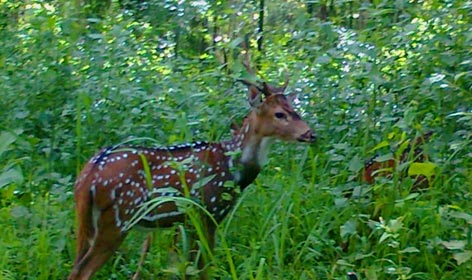 mathikettan national park