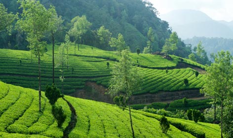 munnar tour