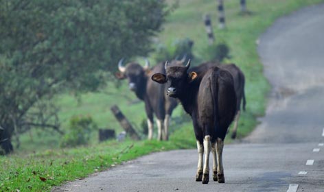 pampadum national park