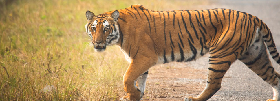 wildlife tiger